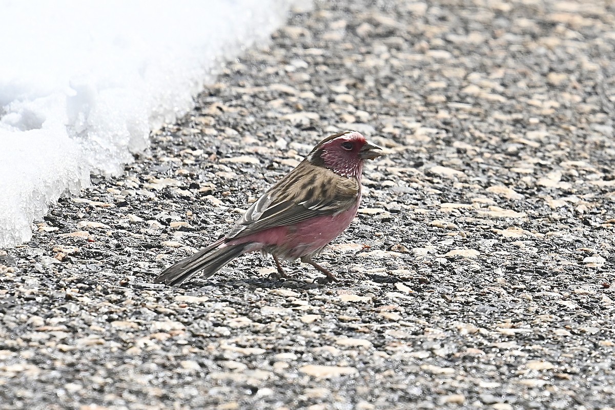 Chinese White-browed Rosefinch - Dong Qiu