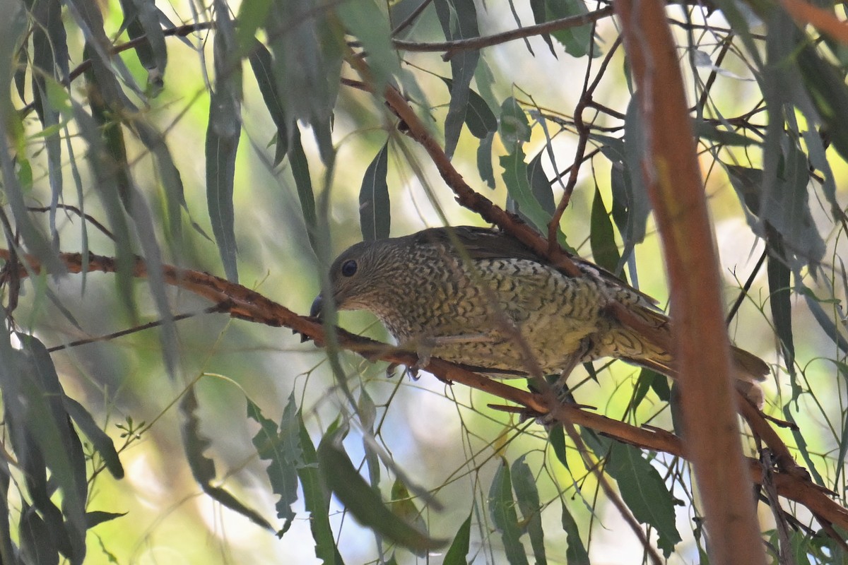 Satin Bowerbird - ML615249302