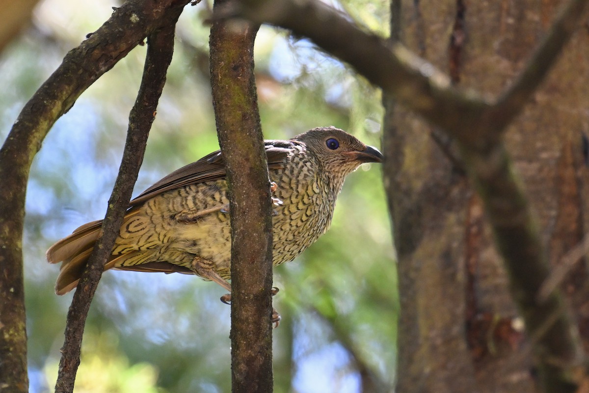 Satin Bowerbird - ML615249307