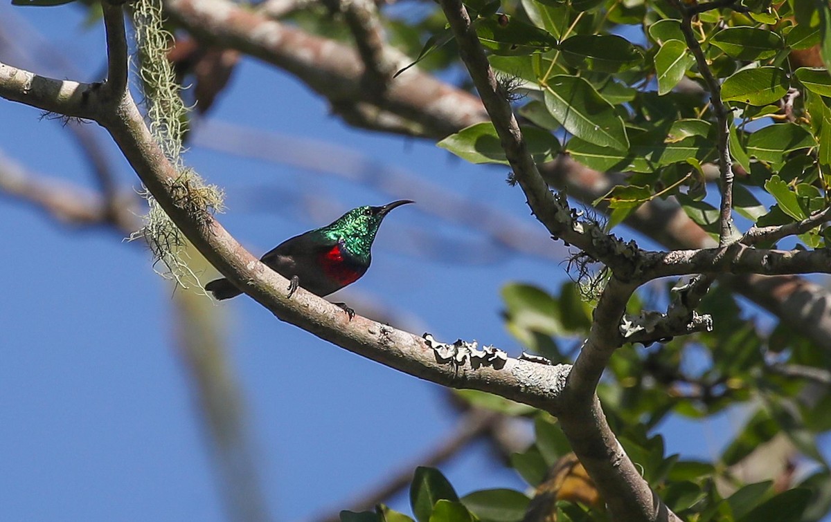 Neergaard's Sunbird - ML615249342