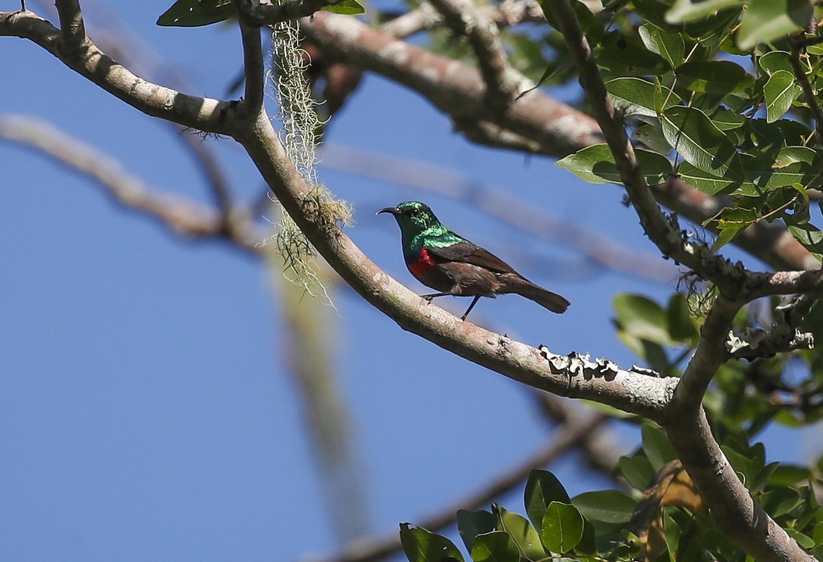 Neergaard's Sunbird - ML615249343