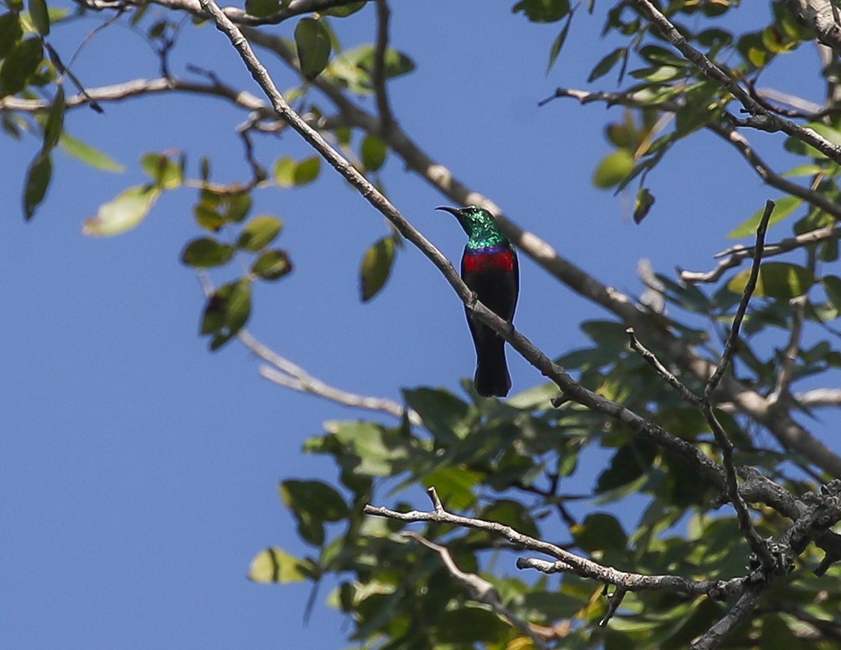 Neergaard's Sunbird - ML615249344