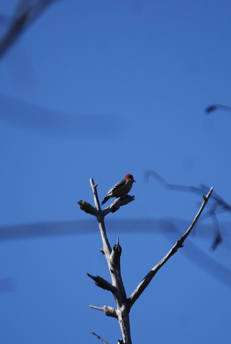 Red-bellied Woodpecker - jess garby