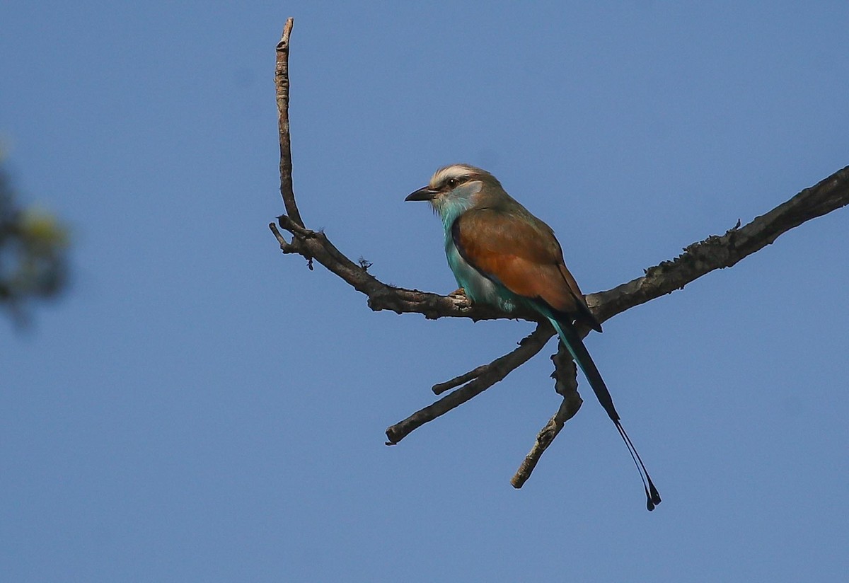 Racket-tailed Roller - Adam Buckham