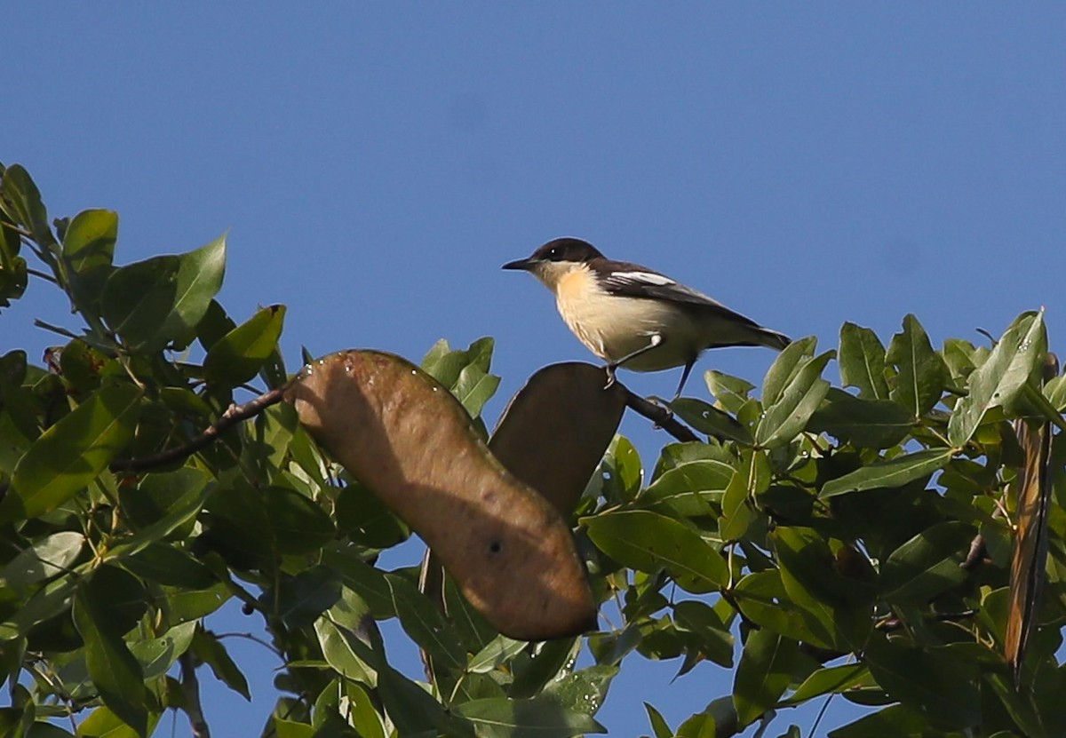 Southern Hyliota - Adam Buckham