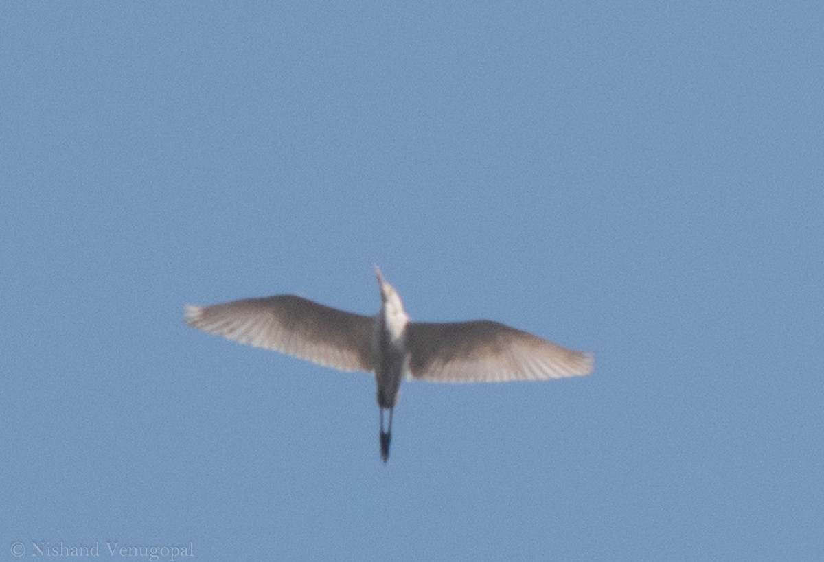 Eastern Cattle Egret - Nishand Venugopal