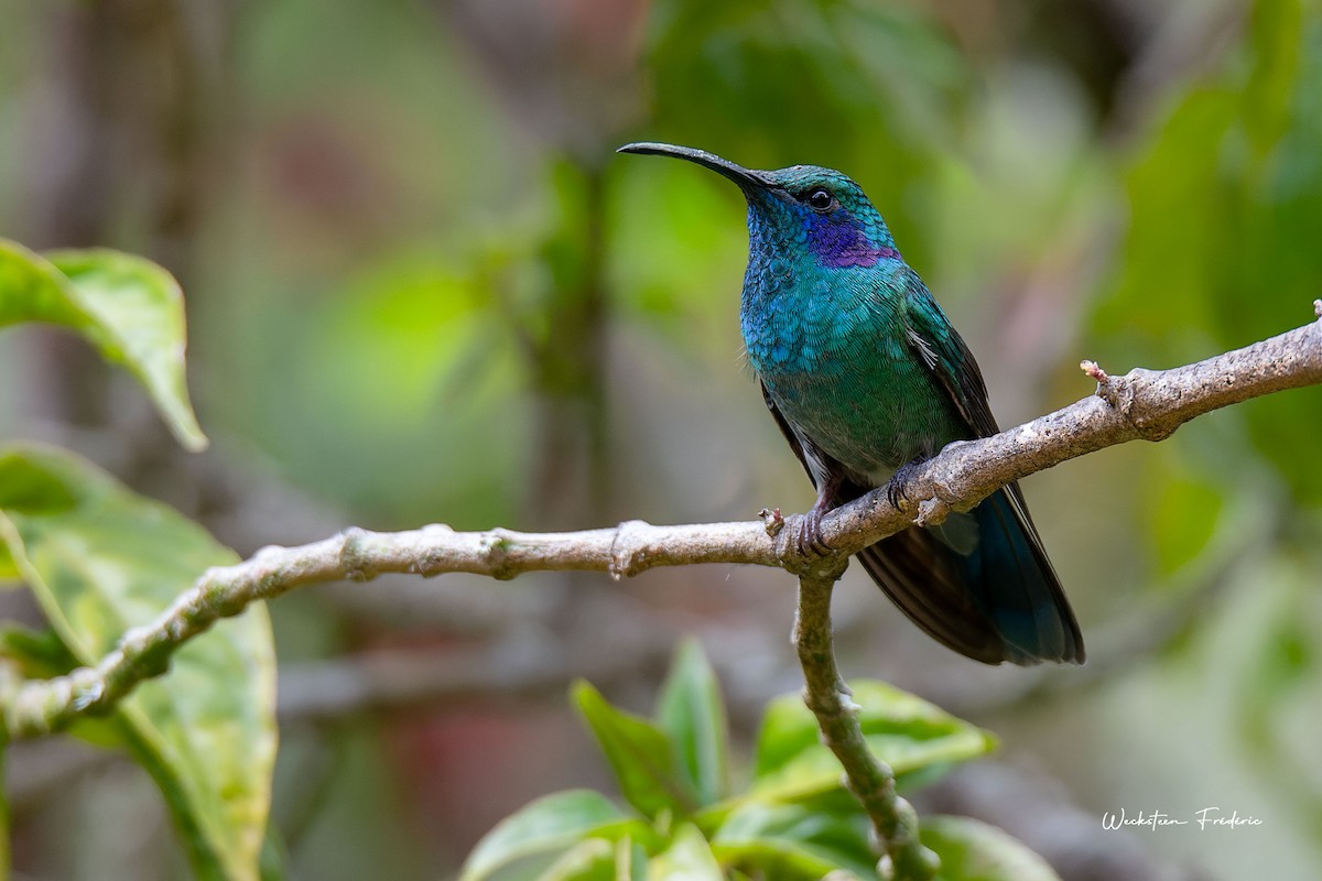 kolibřík modrouchý - ML615249460