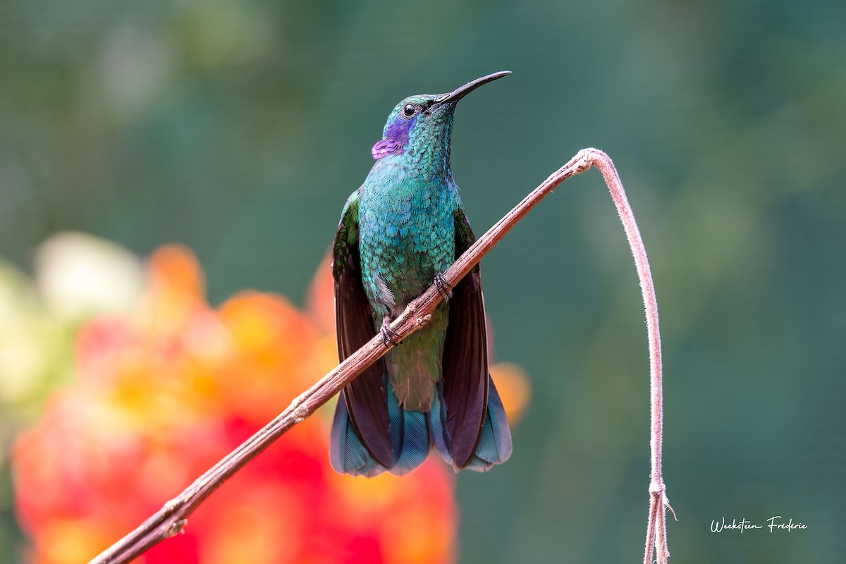 kolibřík modrouchý - ML615249461