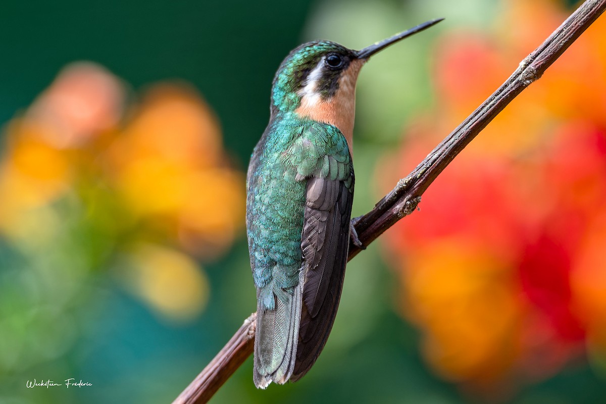 kolibřík pokřovní - ML615249497