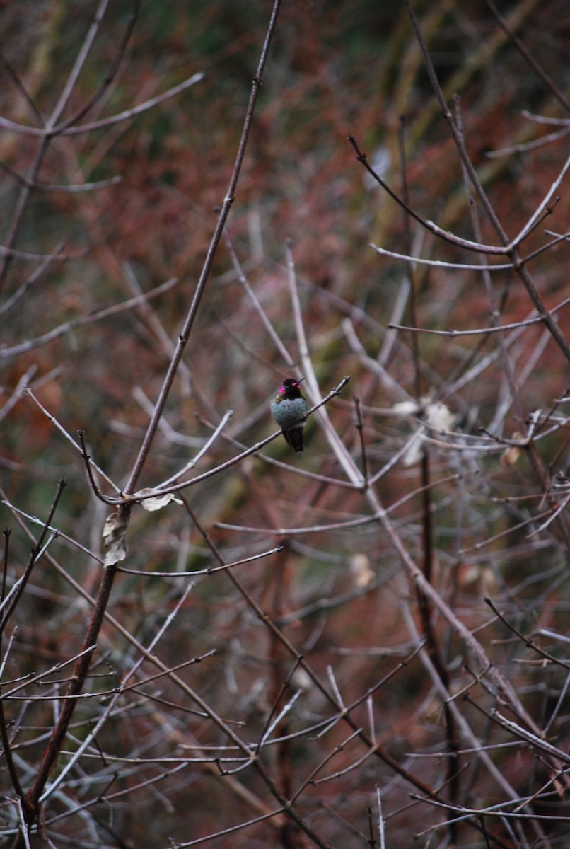 Anna's Hummingbird - jess garby