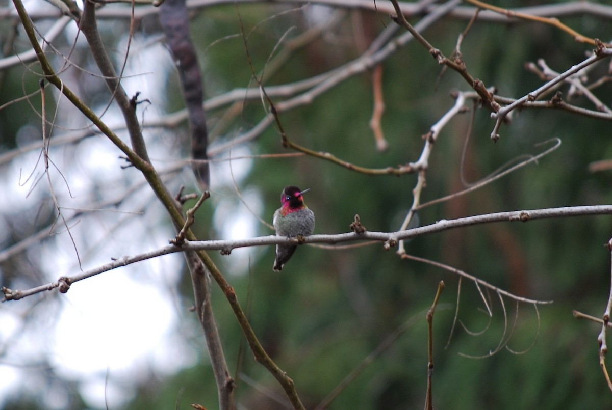 Anna's Hummingbird - jess garby