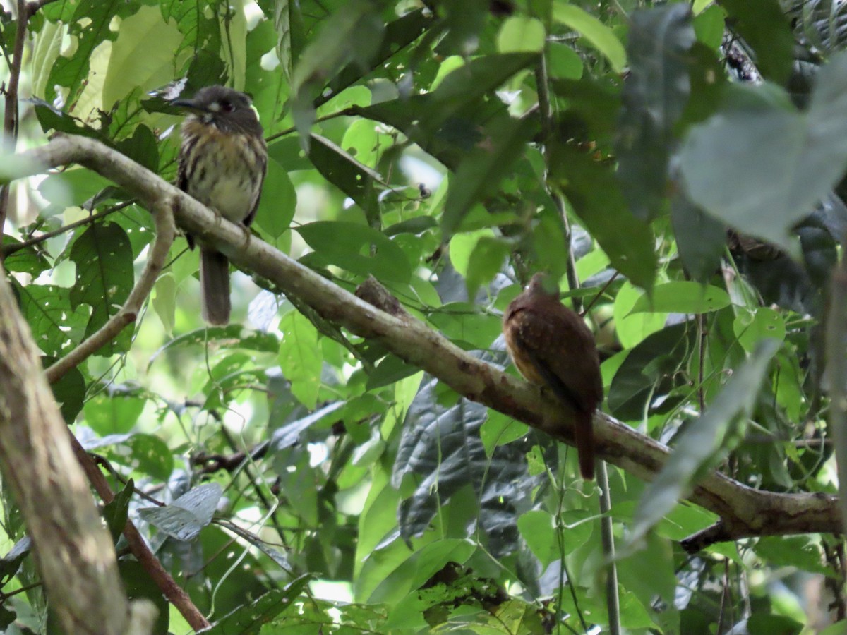 White-necked Puffbird - ML615249545