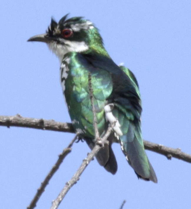 Dideric Cuckoo - ML615249546