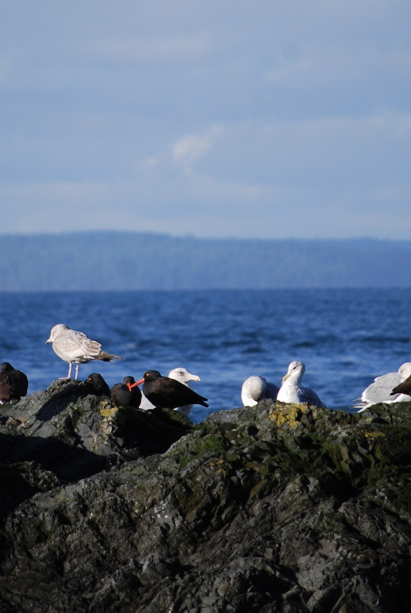 Black Oystercatcher - ML615249561