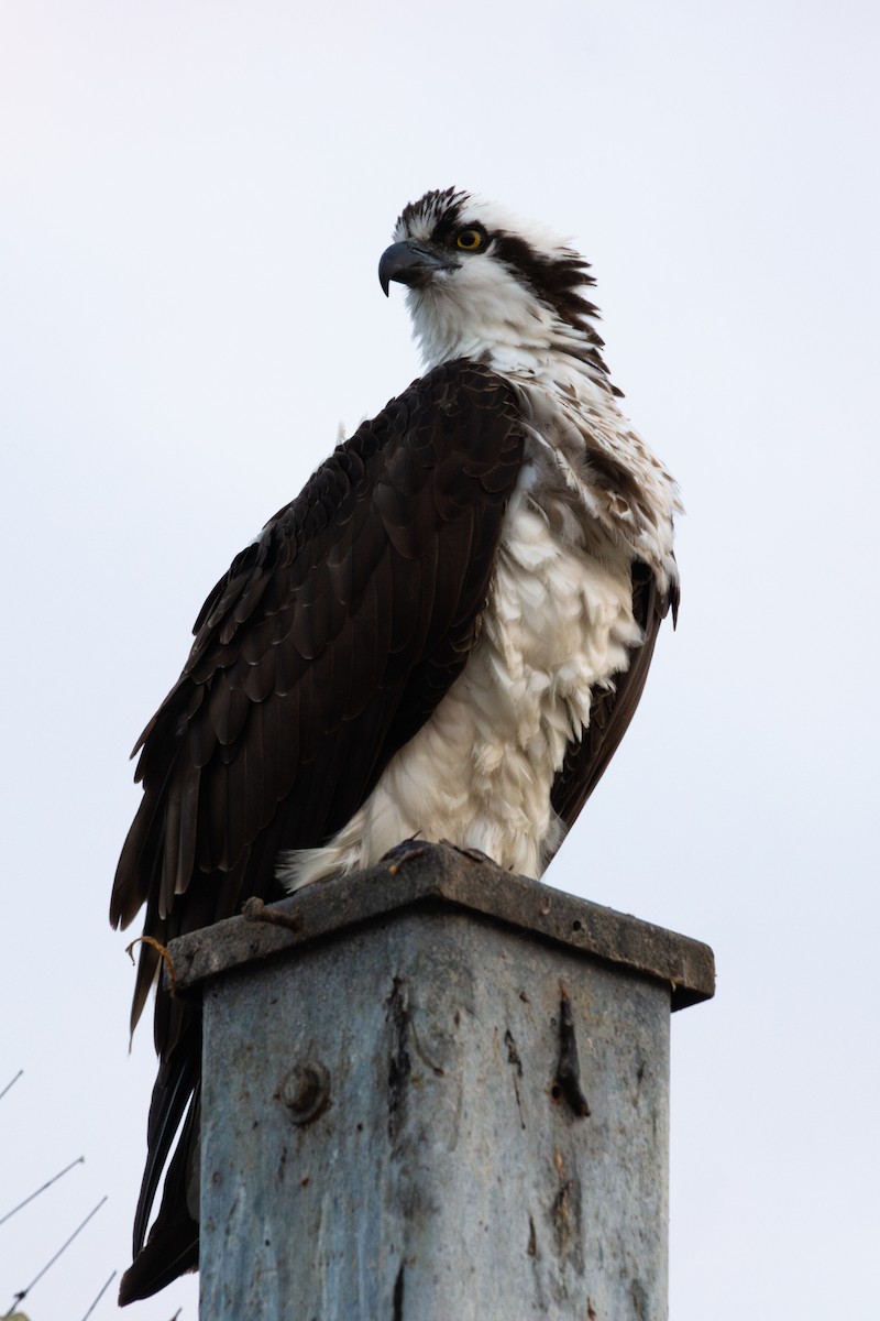 Osprey - ML615249589