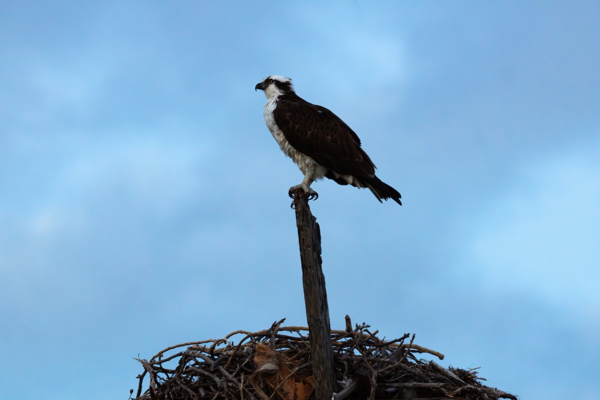 Osprey - ML615249590