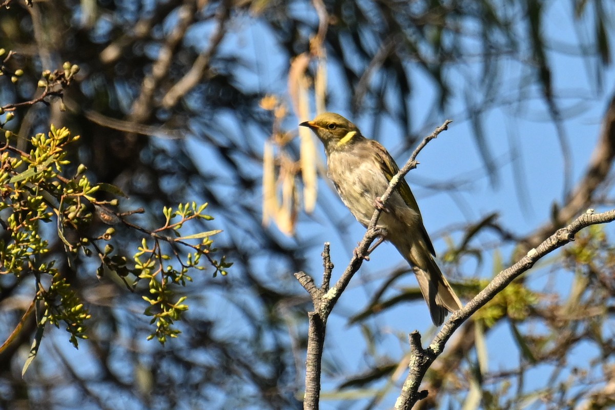 Yellow-plumed Honeyeater - ML615249602