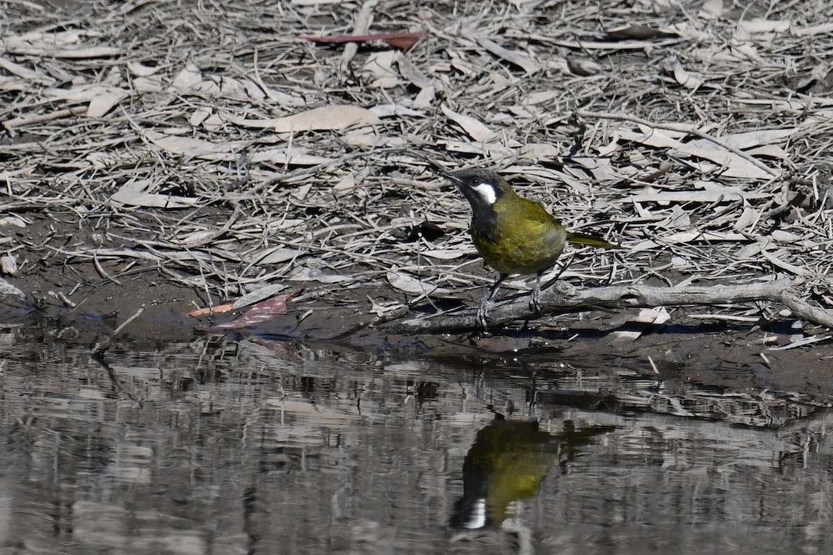 White-eared Honeyeater - ML615249604