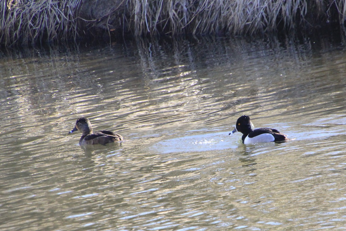 Ring-necked Duck - ML615249607