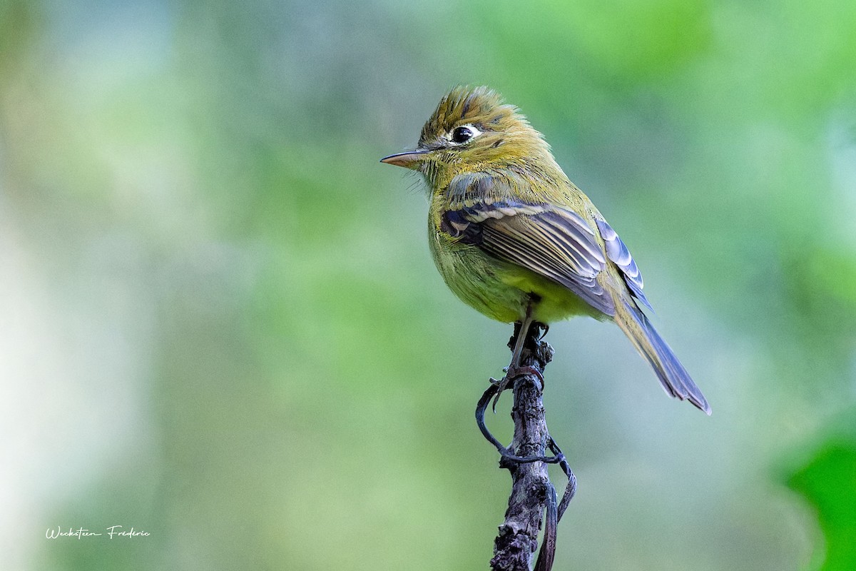 Yellowish Flycatcher - Frédéric WECKSTEEN