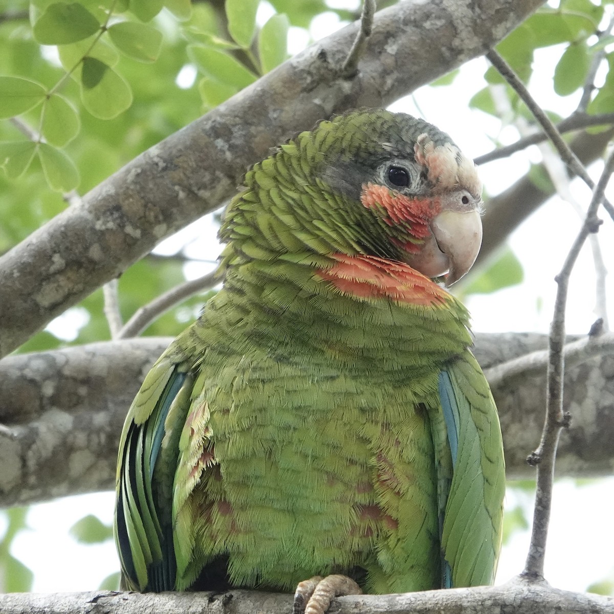 サクラボウシインコ（caymanensis／hesterna） - ML615249614