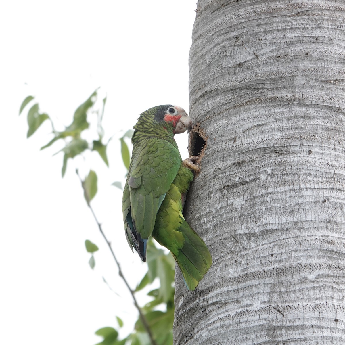 サクラボウシインコ（caymanensis／hesterna） - ML615249615