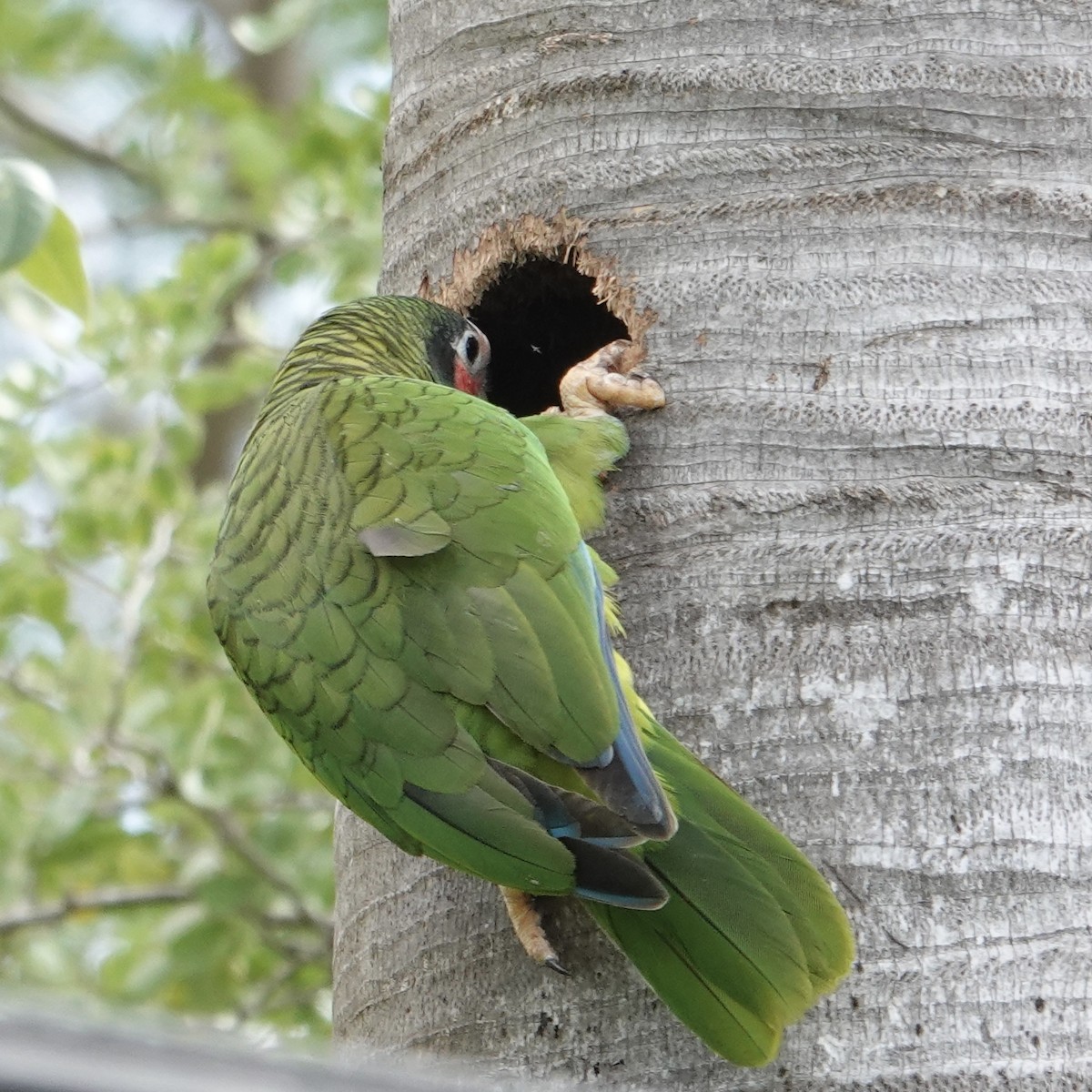 Cuban Parrot (Cayman Is.) - ML615249616
