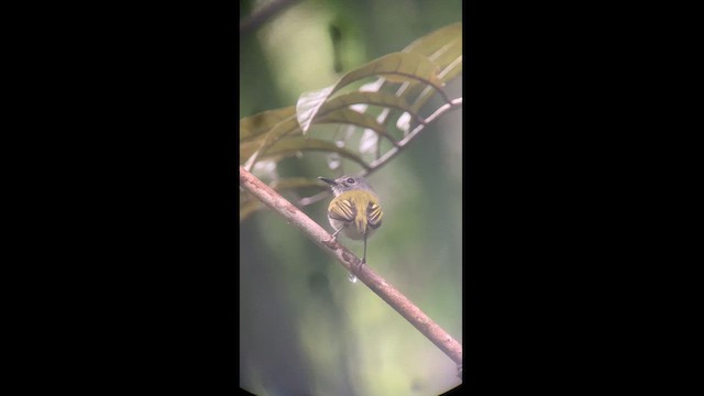 Slate-headed Tody-Flycatcher - ML615249617