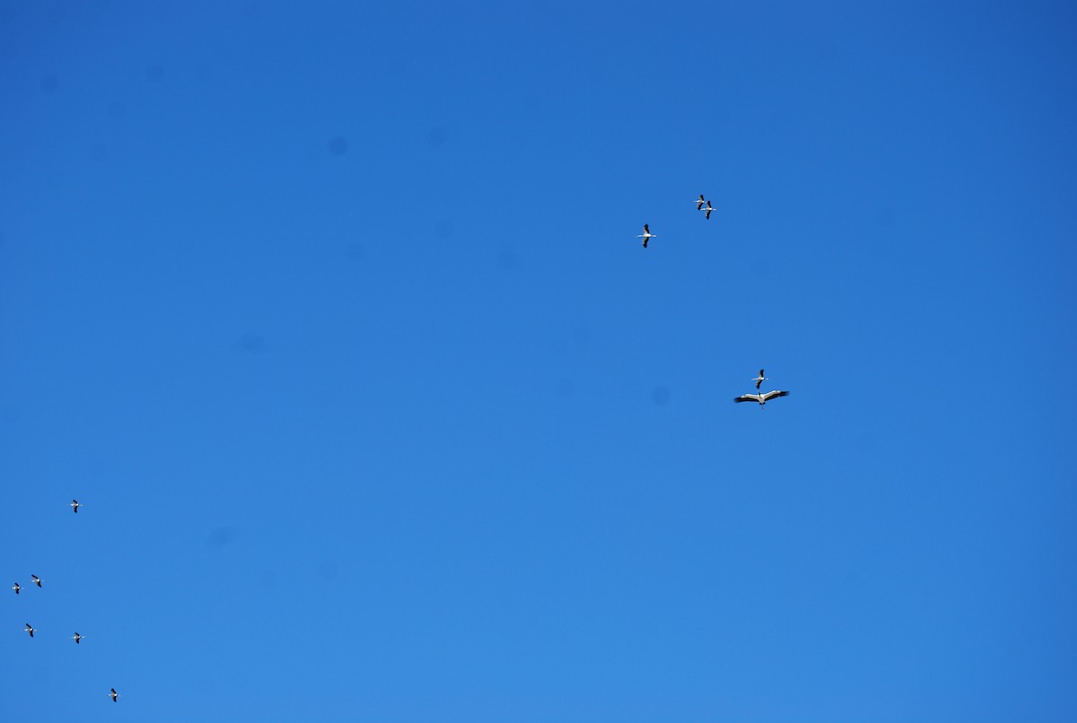 Wood Stork - ML615249618