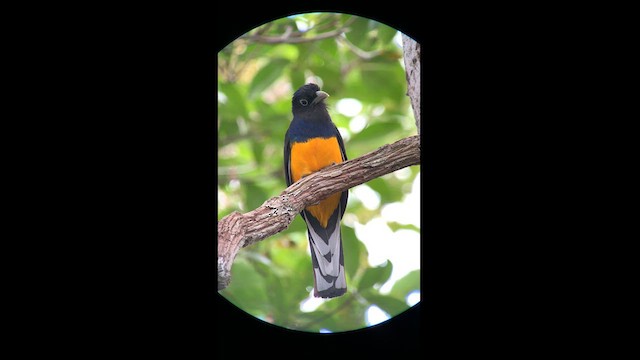 Green-backed Trogon - ML615249619