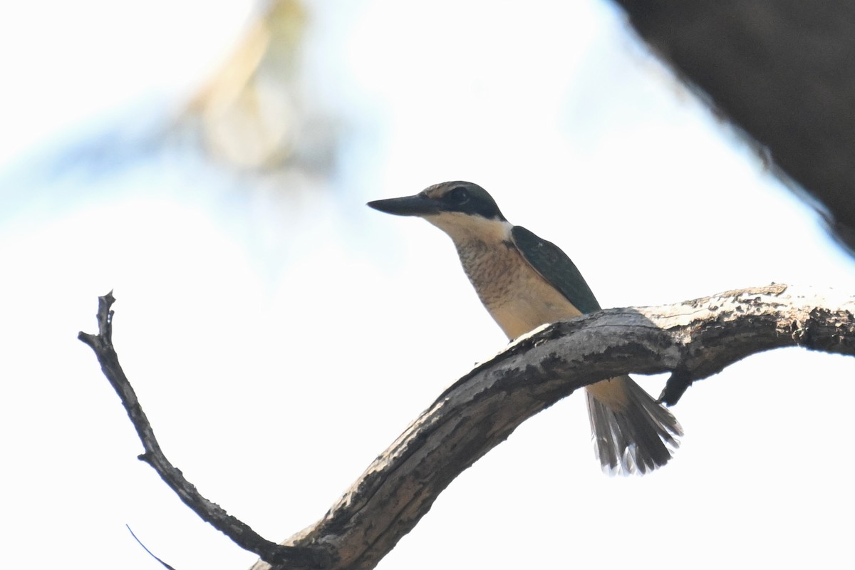 Sacred Kingfisher - ML615249633