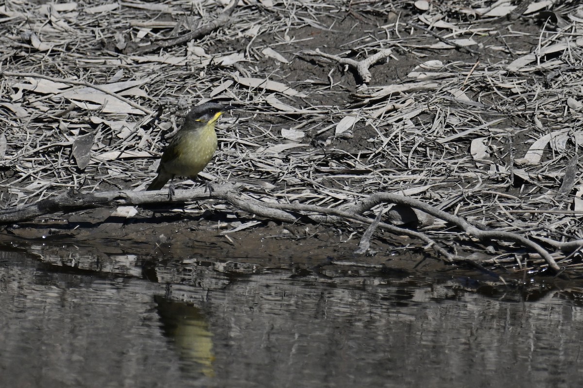 Purple-gaped Honeyeater - ML615249640