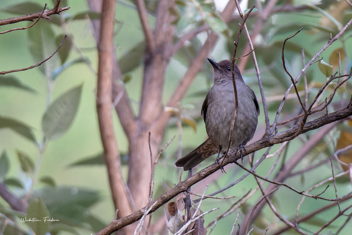 Mountain Thrush - Frédéric WECKSTEEN