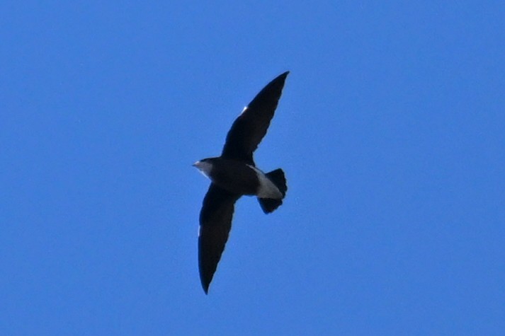 White-throated Needletail - ML615249643