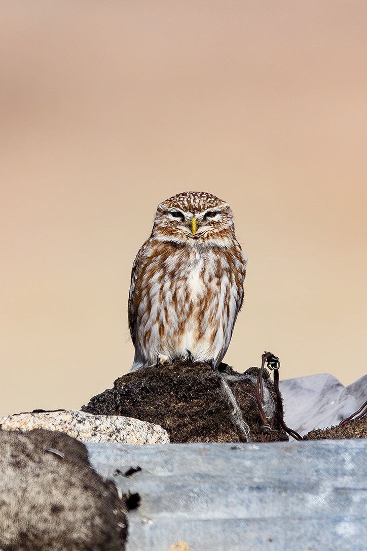 Little Owl - Sudhir Paul