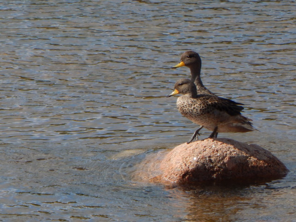 Yellow-billed Teal - ML615249667