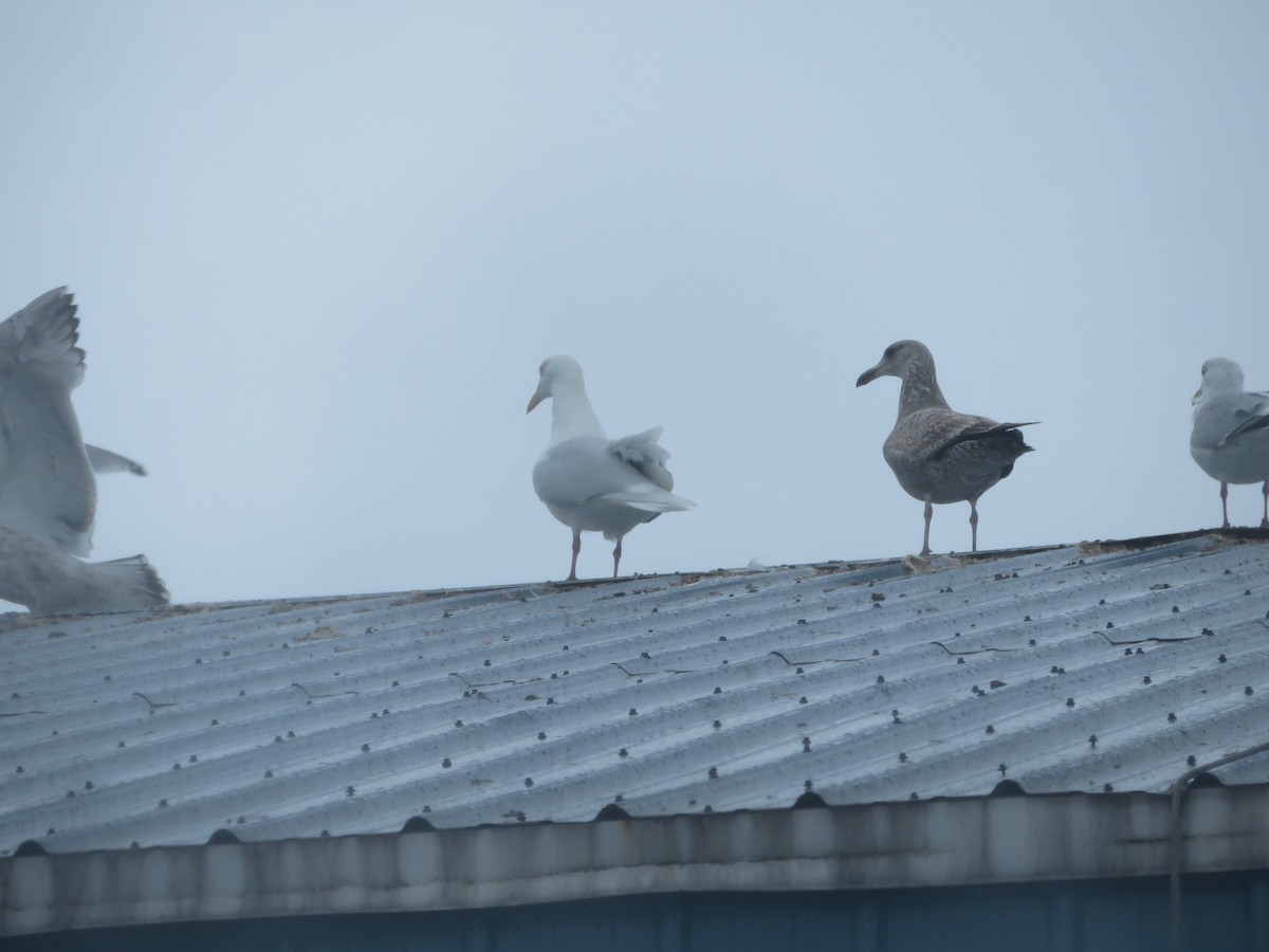 Glaucous Gull - ML615249671