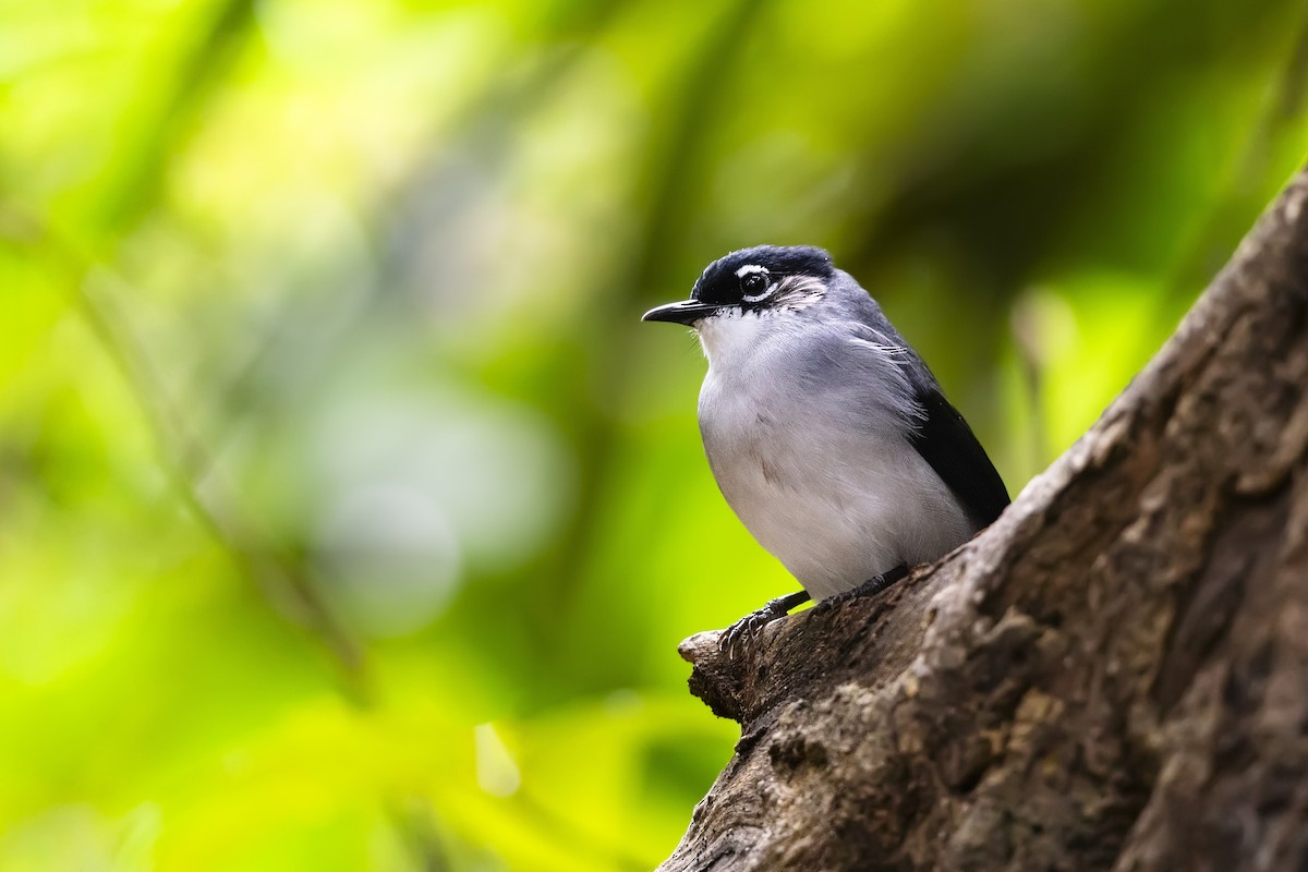 Black-headed Sibia (Lang Bian) - ML615249674