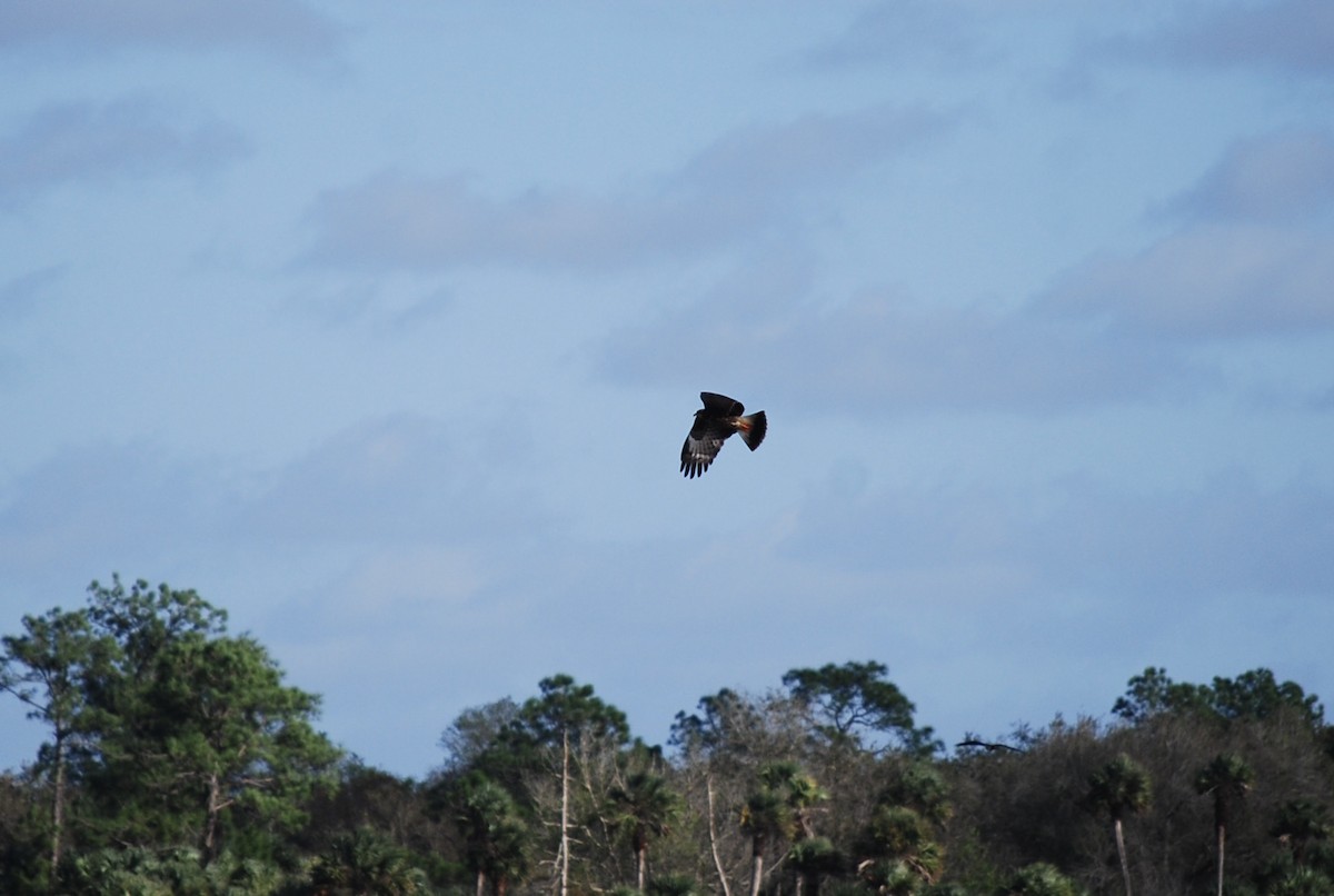 Snail Kite - ML615249679