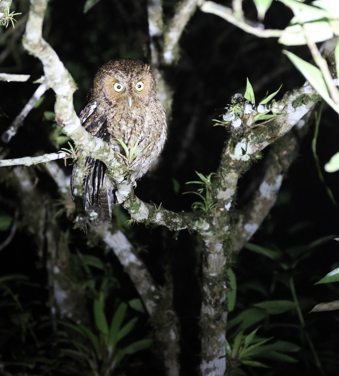 Bare-shanked Screech-Owl - Debbie Crowley