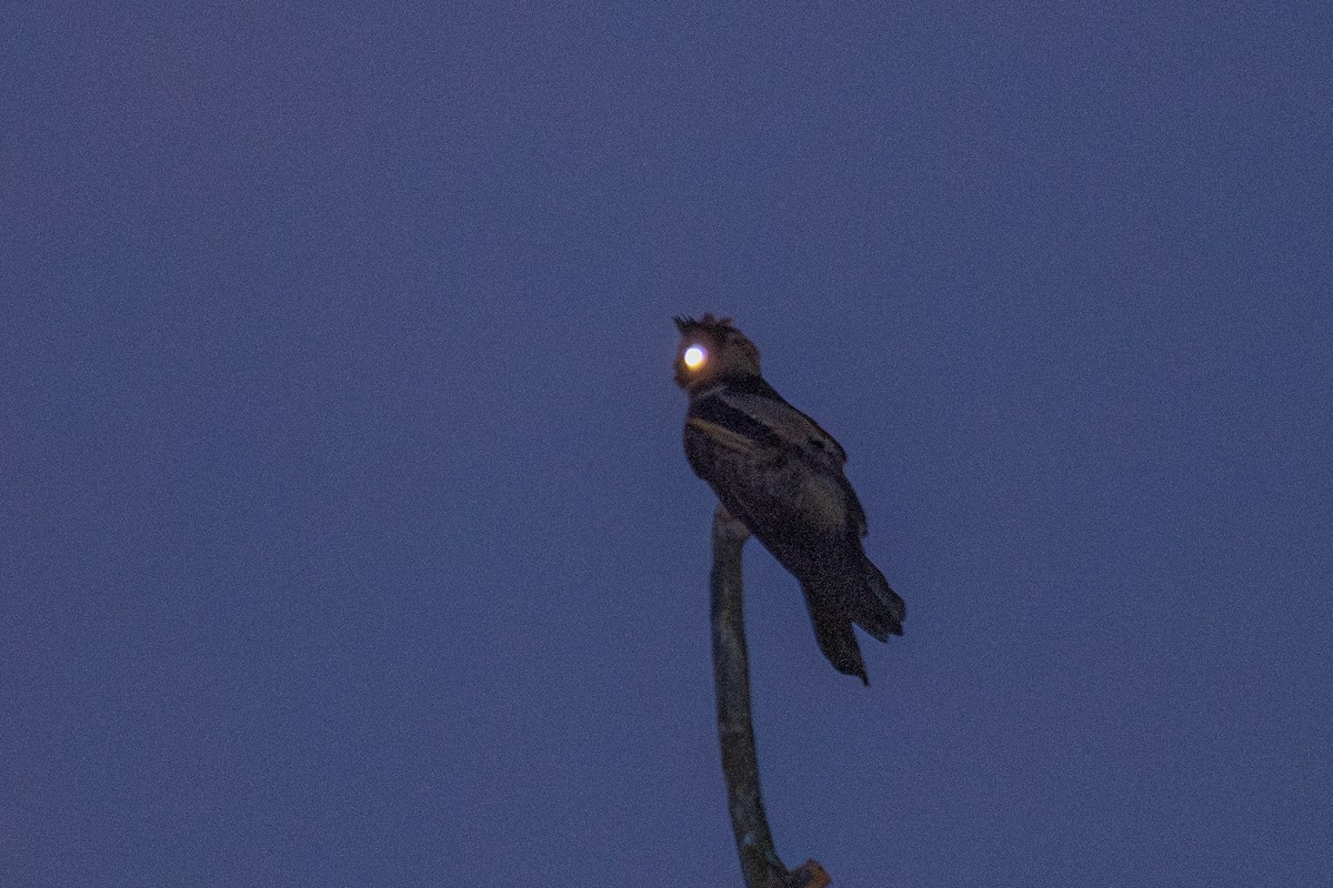 Great Eared-Nightjar - ML615249705