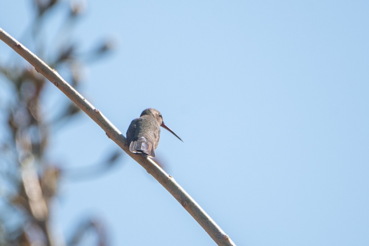 Colibrí Piquiancho Común - ML615249713