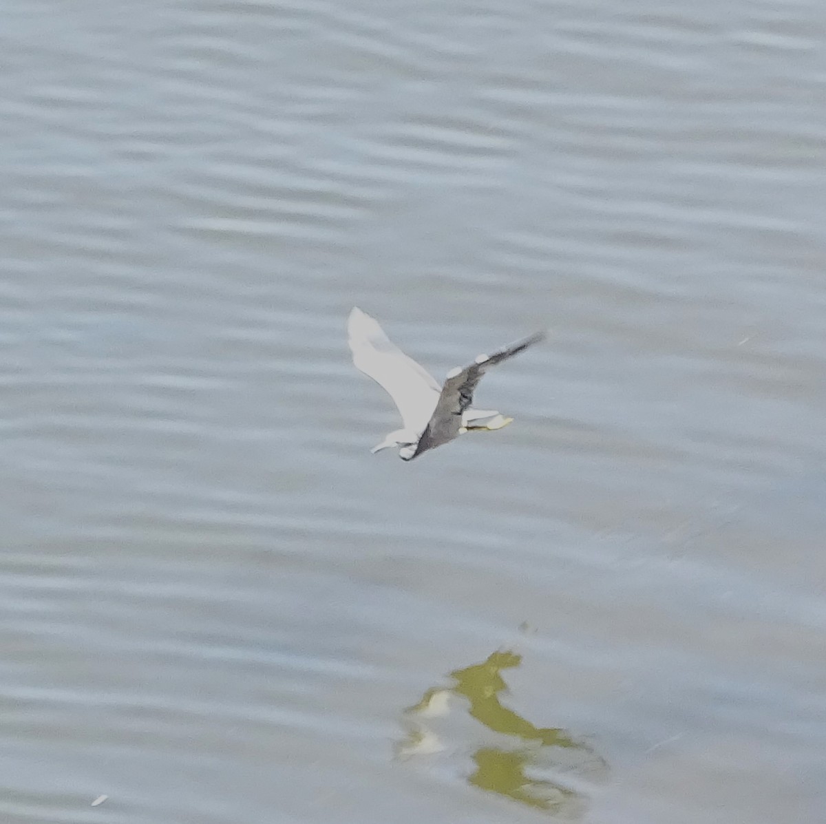 Little Egret (Australasian) - ML615249716