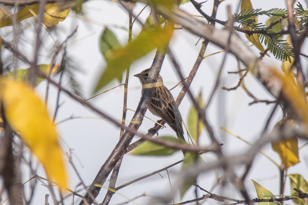 Chipping Sparrow - ML615249724