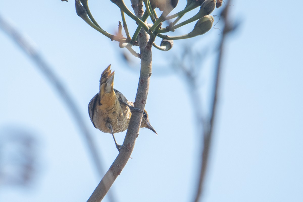 Hooded Oriole - Toby Rowland