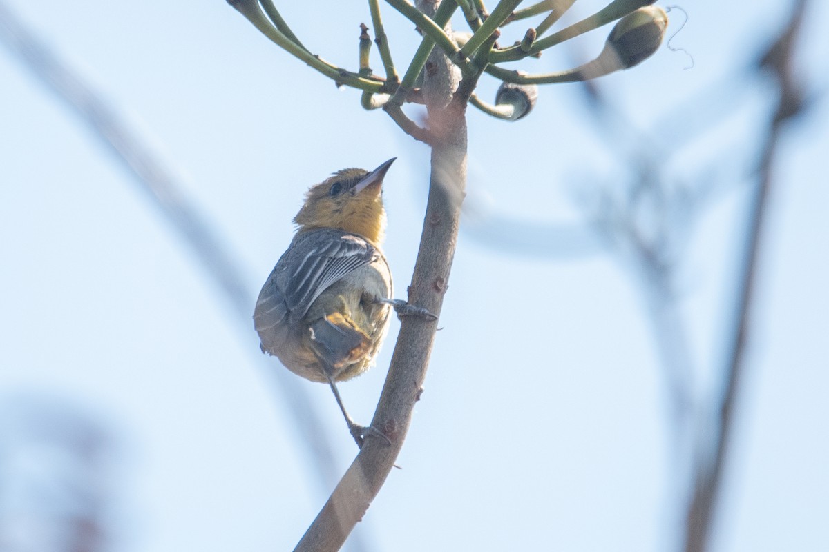 Hooded Oriole - Toby Rowland