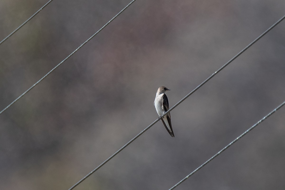 Northern Rough-winged Swallow - Toby Rowland