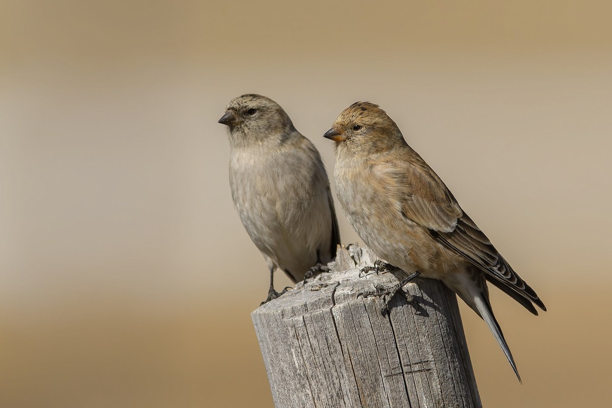 Black-headed Mountain Finch - ML615249754