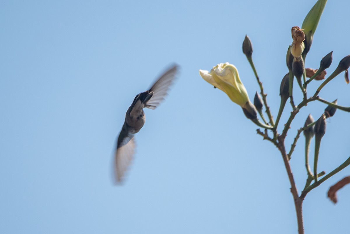 tanımsız Trochilidae sp. - ML615249786