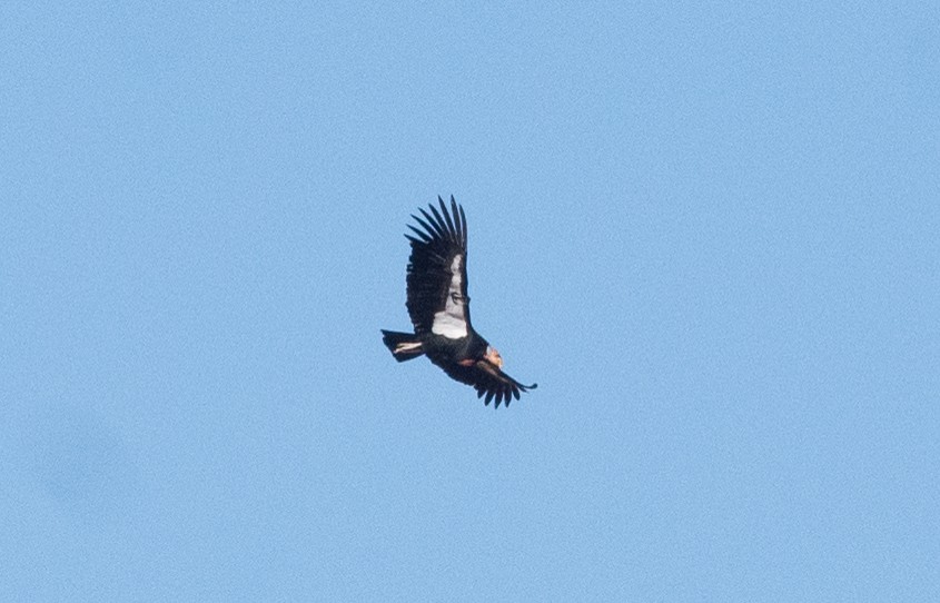 California Condor - Anthony Vanderheyden